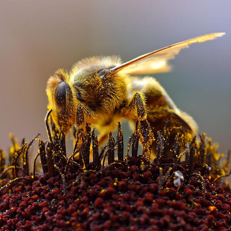 hakkımızda dera bee